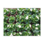 asia, begonia, flower, garden, nursery, gongguan,