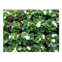 Begonia's at Taipei City Government Nursery Postcard