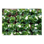 asia, begonia, flower, garden, nursery, gongguan,