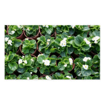 Begonias Business Card