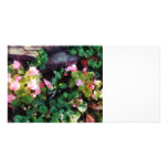Begonias By Stone Wall Photo Greeting Card