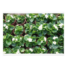 Begonias Custom Invites