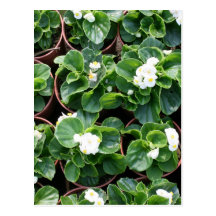 Begonias Postcards