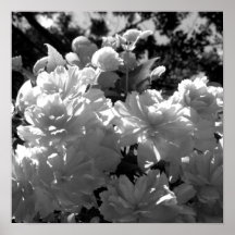 Begonias Poster