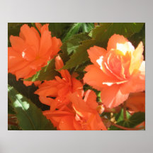 Begonias Poster Prints