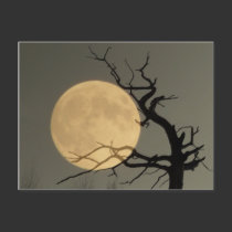 Behind - Full moon behind bare tree collage postcards