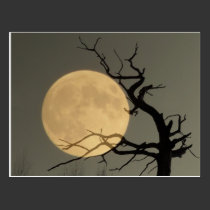 Behind - Full moon behind bare tree collage postcards