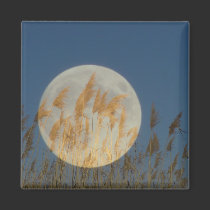 Behind - Full moon behind grass collage magnets