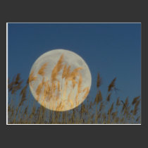 Behind - full moon behind grass collage postcards