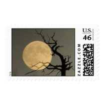 Behind Postage Stamps