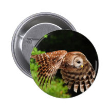 Behold, the magnficent Owl Button
