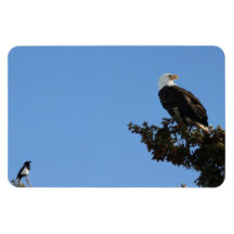 BEIAM Bald Eagle Ignores a Magpie Flexible Magnet