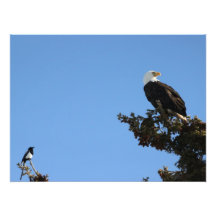 BEIAM Bald Eagle Ignores a Magpie Photo Art