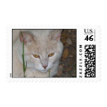 Beige Feral postage