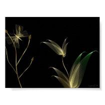 Beige on Black posters