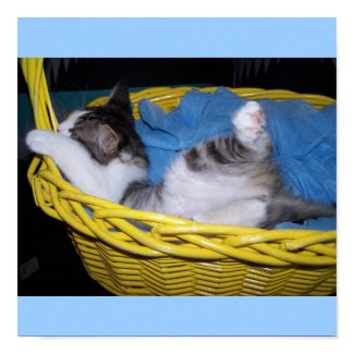 being silly kitty in basket print