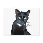 Bela the Black Cat Photo Postcard