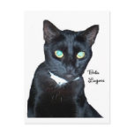 Bela the Black Cat Photo Postcard