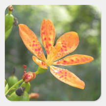 Belamcanda Chinensis Bloom Square Sticker