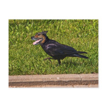Belarus crowdog postcards by Junglegeorge Belarus crowdog postcards
