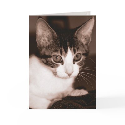 Belated Birthday Cat Card by Zuphillious