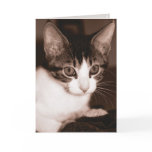 Belated Birthday Cat Card