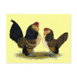 Belgian d'Anvers Bantams:  Quail Postcards