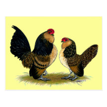 Belgian d'Anvers Bantams:  Quail Postcards