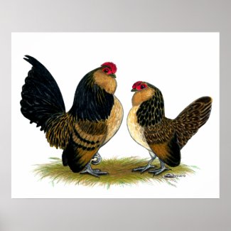 Belgian d'Anvers Bantams: Quail print