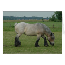 Belgian Draft Horse-color grey grazing Greeting Card