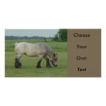 Belgian Draft Horse-color grey grazing Photo Card