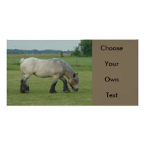 Belgian Draft Horse-color grey grazing Photo Card