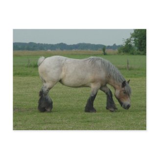 Belgian Draft Horse-color grey grazing postcard