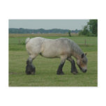 Belgian Draft Horse-color grey grazing Postcard
