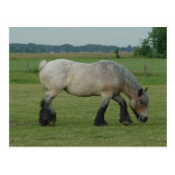 Belgian Draft Horse-color grey grazing Postcard