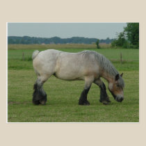 Belgian Draft Horse-color grey grazing postcards