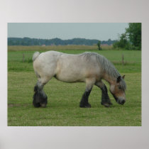 Belgian Draft Horse-color grey grazing Posters