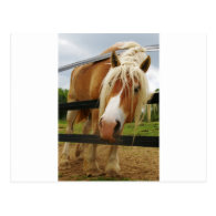 Belgian Draft Horse, Got Carrots? Post Card