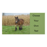 Belgian Draft Horse-in front of a corn field Photo Cards