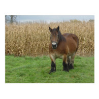 Belgian Draft Horse-in front of a corn field Post Card