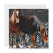 Belgian Draft Horse Invitation