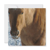 Belgian Draft Horse Invitations
