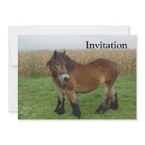 Belgian Draft Horse-looking back Announcements