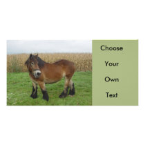 Belgian Draft Horse-looking back Picture Card