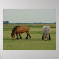 Belgian Draft Horse-one grey, one brown Posters