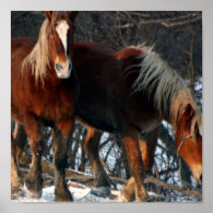Belgian Draft Horse Photo Print