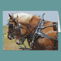 Belgian Draft Horse Team cards