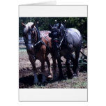 Belgian Draft Horses Greeting Card