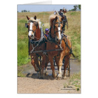 Belgian Draft Horses Card