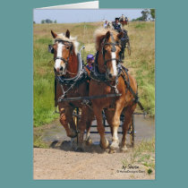 Belgian Draft Horses cards